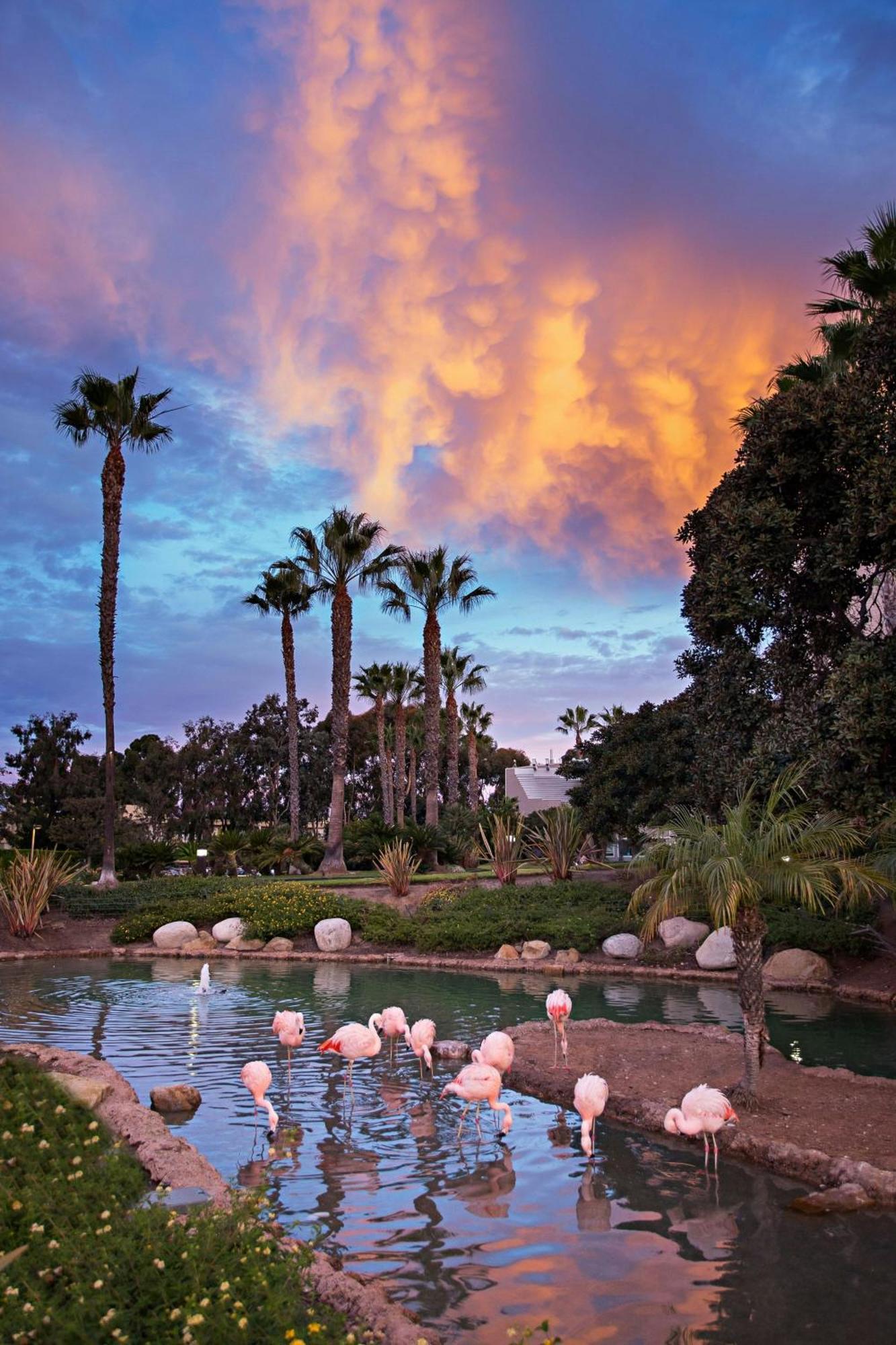 Coronado Island Marriott Resort & Spa San Diego Exterior foto